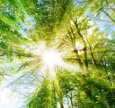 Aufnahme der Sonne, die durch Baumkronen durchscheint