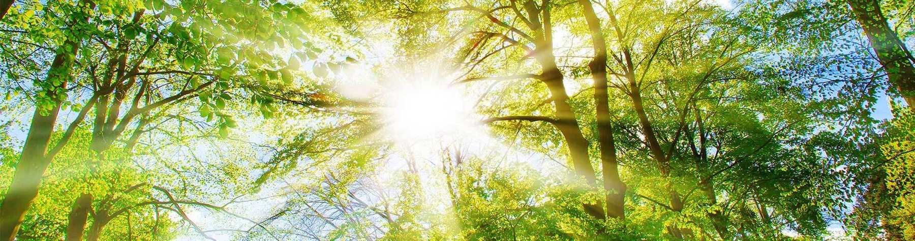 Nachhaltigkeit bei BERNSTEIN: Beiträge zum Umwelt- und Klimaschutz.